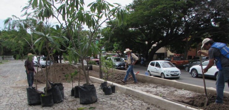 After tree removal, Ajijic receives 19 new trees