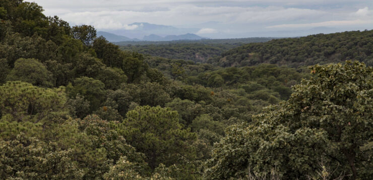 October 27 declared 'Bosque La Primavera State Day as a Biosphere Reserve'