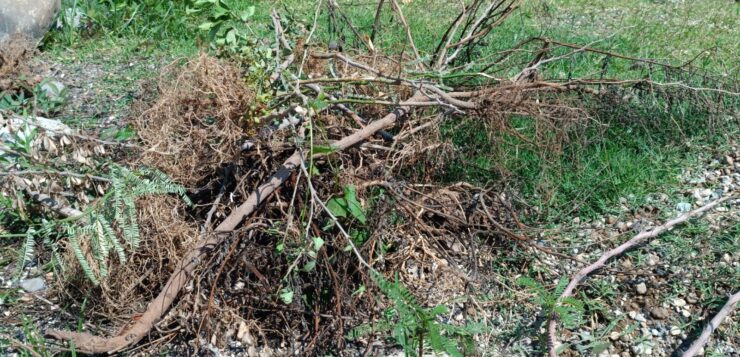 Removal of trees placed by Sembradores de Vida denounced