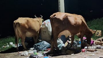 PHOTONOTE: Cows scatter garbage in Jocotepec