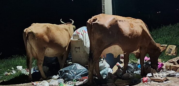 PHOTONOTE: Cows scatter garbage in Jocotepec