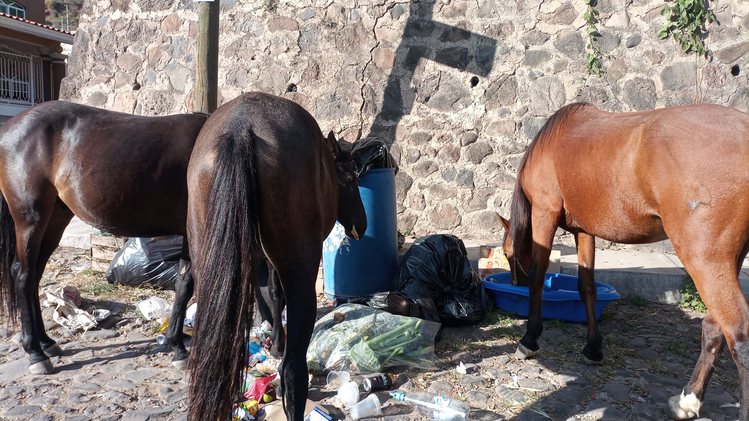 Even the horses feast on the garbage buffet in Jocotepec