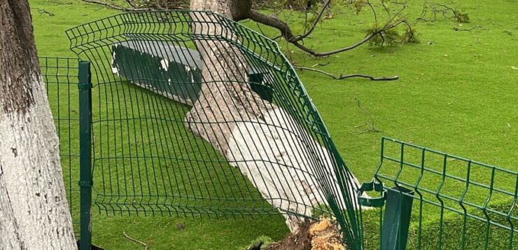 Tree falls on the Chapala malecón due to strong winds