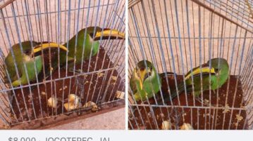 PHOTONOTE: Toucan-like birds advertised for sale on Facebook group