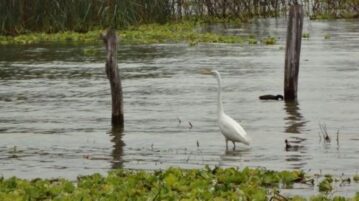 Embracing natural farming to preserve Lake Chapala's Ecosystem