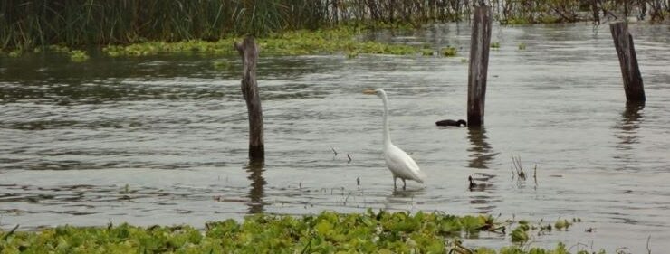 Embracing natural farming to preserve Lake Chapala's Ecosystem