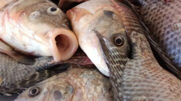 Lake fish catch and sales reported down during Lent