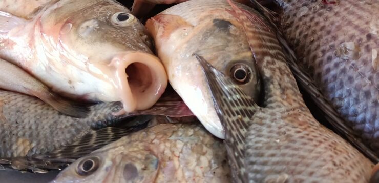 Lake fish catch and sales reported down during Lent