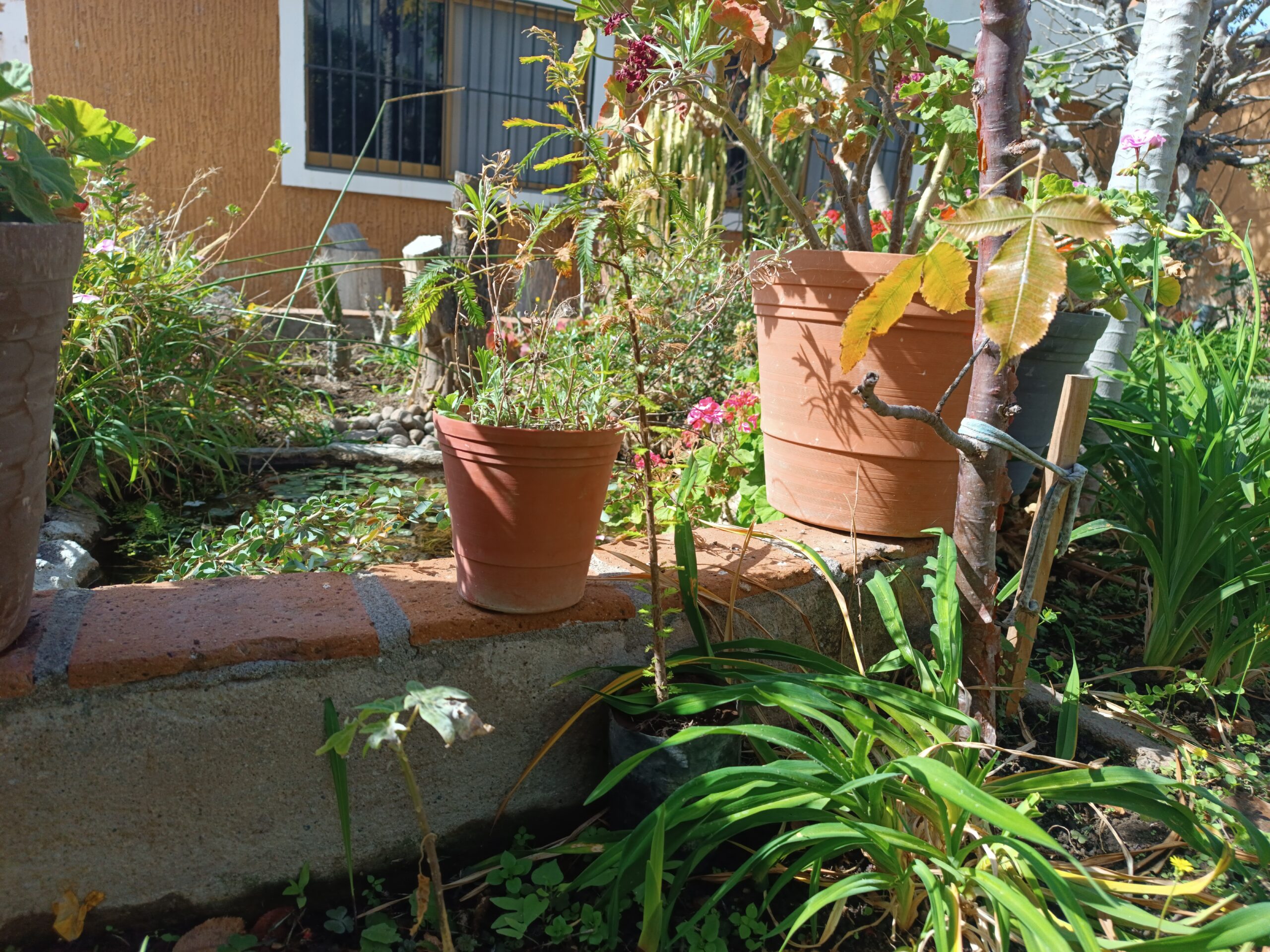 Sunday on the Chapala Malecon: a Reforestation Project