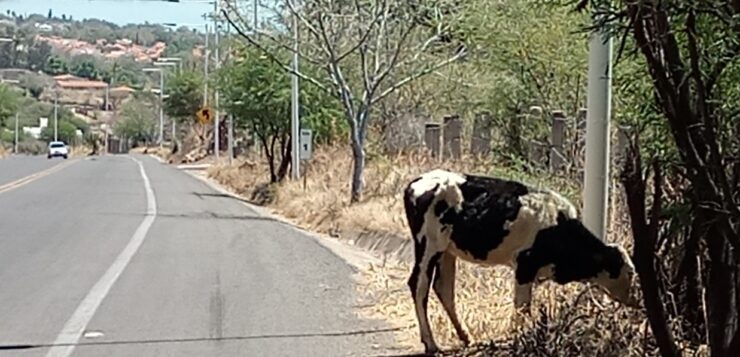 Livestock run loose on the Jocotepec highway